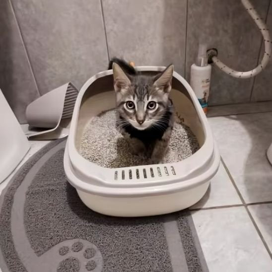 Bac à litière chat | Design Anti-odeurs