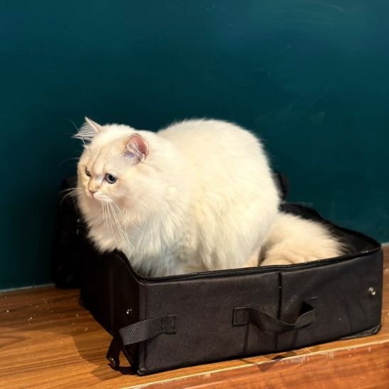 Bac à litière chat | Odorless