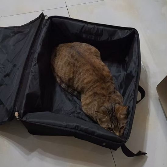 Bac à litière chat | Odorless